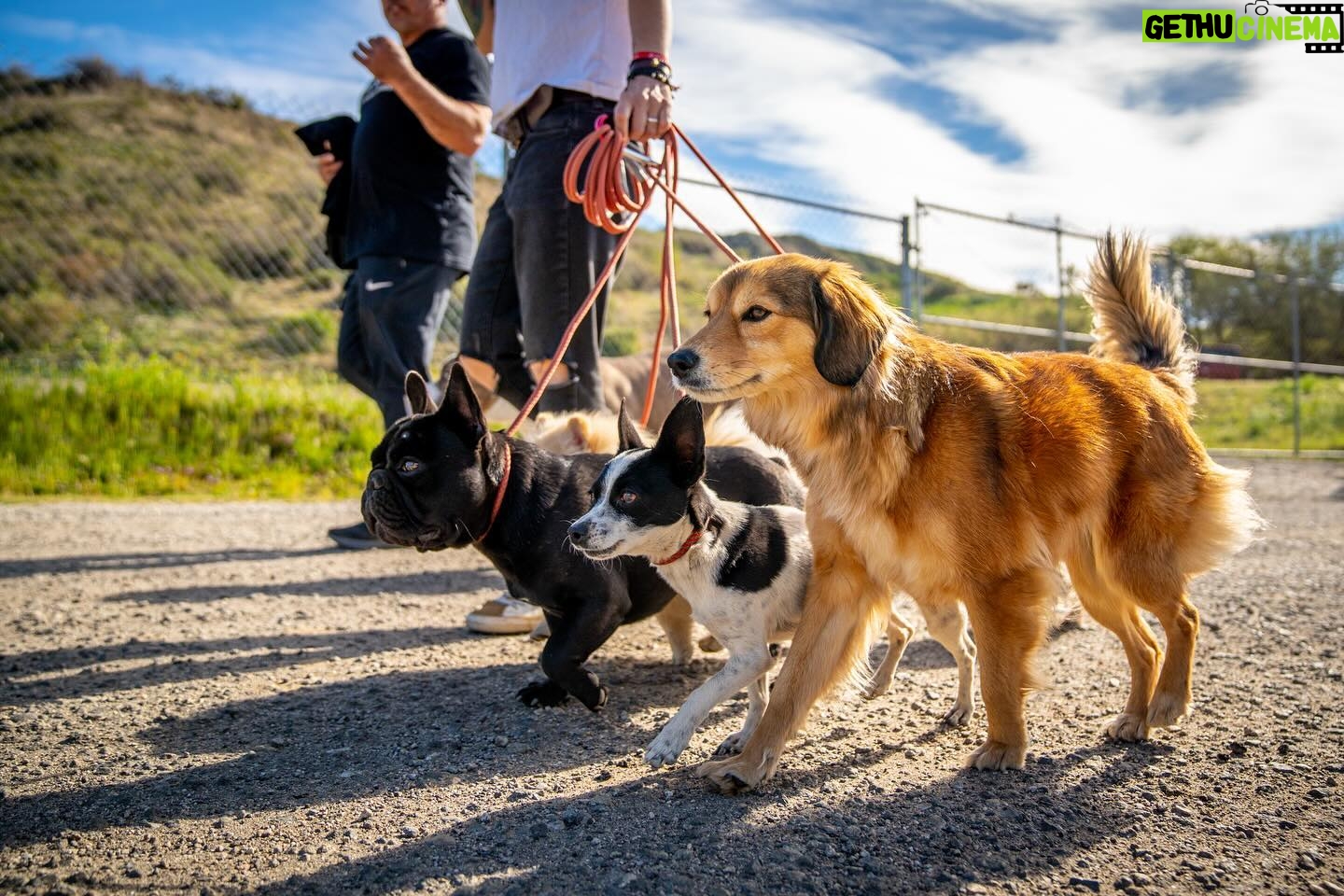 Cesar Millan Instagram - TRAINING CESAR’S WAY IS BACK AT THE RANCH 🎉 We are so happy. The Pack is ready. ❤️ Let’s get together to make this world a better planet by bettering the way we connect with our dogs. 🐕 Visit the Link in my bio to REGISTER! #trainingcesarsway #betterhumansbetterplanet