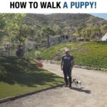 Cesar Millan Instagram - One of our most popular training tips! 📚 How to walk a puppy! 🐶 What are some new dog training tips you would like to learn in the New Year! #dog #dogtraining #cesarmillan