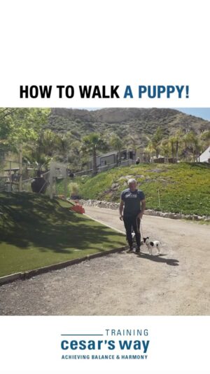 Cesar Millan Instagram - One of our most popular training tips! 📚

How to walk a puppy! 🐶 

What are some new dog training tips you would like to learn in the New Year!

#dog #dogtraining #cesarmillan