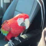 Cesar Millan Instagram - Driving to set with our Queen Rio. What are you dancing to today? . . . Conduciendo al set con nuestra Reina Rio. ¿Qué vas a bailar hoy?