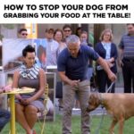 Cesar Millan Instagram – How To Stop Your Dog from Grabbing Food at the Table!

It is important to reward at the right time to create the outcome we are looking for. 

Learn more @trainingcesarsway 

#dog #dogtraining #cesarmillan