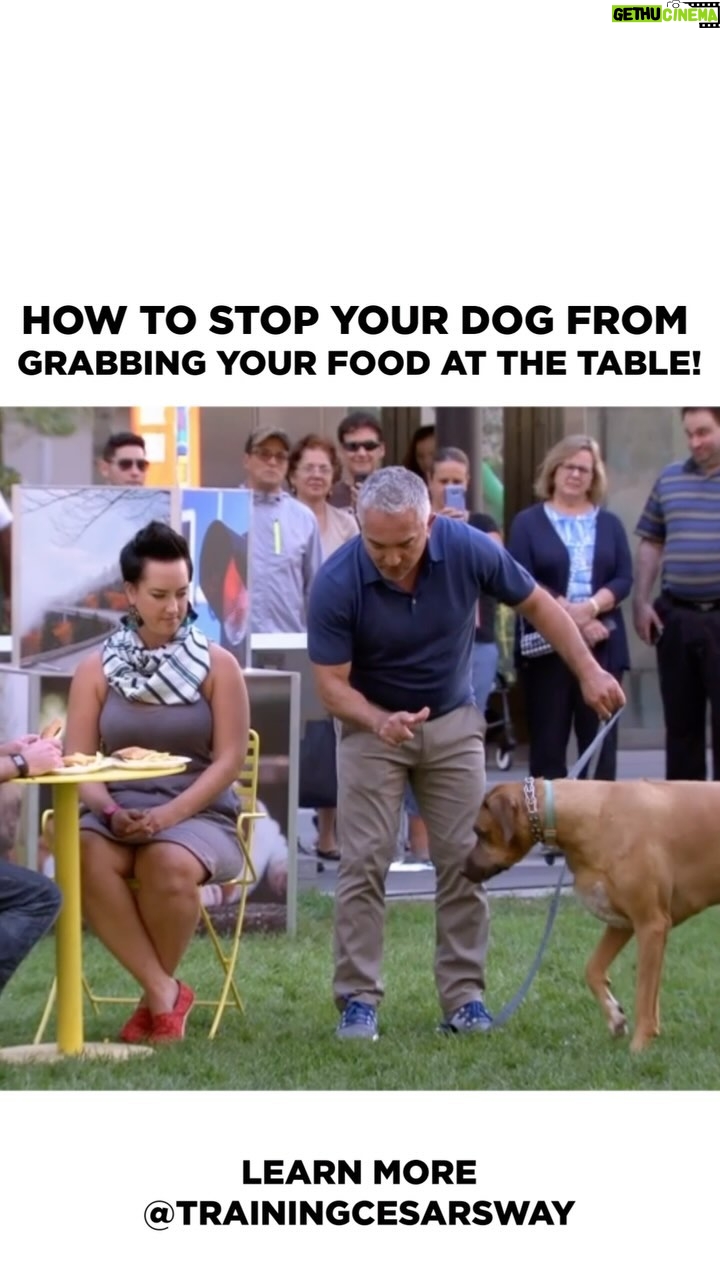 Cesar Millan Instagram - How To Stop Your Dog from Grabbing Food at the Table! It is important to reward at the right time to create the outcome we are looking for. Learn more @trainingcesarsway #dog #dogtraining #cesarmillan