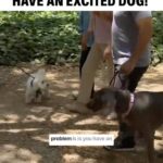 Cesar Millan Instagram - In this Cesar911 Episode, I meet Stella, an aggressive weimeraner. Are we creating bad habits with our dogs by not addressing their unwanted energy? Visit our YouTube Channel for the Full Video #betterhumansbetterplanet —— En este episodio de Cesar911, conozco a Stella, una Weimeraner muy agresiva. ¿Creamos malos hábitos en nuestros perros al no trabajar su energía no deseada? #mejoreshumanosmejorplaneta