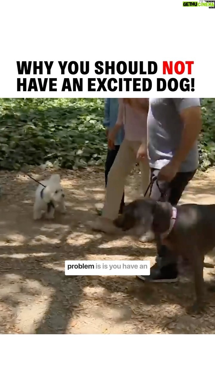 Cesar Millan Instagram - In this Cesar911 Episode, I meet Stella, an aggressive weimeraner. Are we creating bad habits with our dogs by not addressing their unwanted energy? Visit our YouTube Channel for the Full Video #betterhumansbetterplanet —— En este episodio de Cesar911, conozco a Stella, una Weimeraner muy agresiva. ¿Creamos malos hábitos en nuestros perros al no trabajar su energía no deseada? #mejoreshumanosmejorplaneta