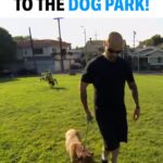 Cesar Millan Instagram – How To Take Your Dog To The Dog Park 🐕

It is important to be aware of how our energy transfers to our dogs through the leash!

Remember Calm Confidence is the Key! 🔑

#dog #dogtraining