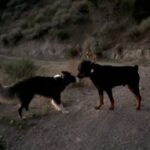Cesar Millan Instagram - Be the confidence your dog needs. Trust. Respect. Love ❤️