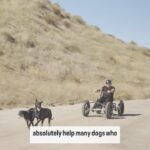 Cesar Millan Instagram - This Wednesday on @abetterplanetpodcast 🎙️, we talk about my new collaboration with @saccodogcart I am so excited to connect to many dogs and people at a deeper level. We are called to be the Pet Parent, Coach, and Teacher of our dogs. Exercise, Discipline, and Affection. ❤️ #betterhumansbetterplanet