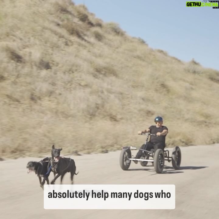 Cesar Millan Instagram - This Wednesday on @abetterplanetpodcast đď¸, we talk about my new collaboration with @saccodogcart I am so excited to connect to many dogs and people at a deeper level. We are called to be the Pet Parent, Coach, and Teacher of our dogs. Exercise, Discipline, and Affection. â¤ď¸ #betterhumansbetterplanet