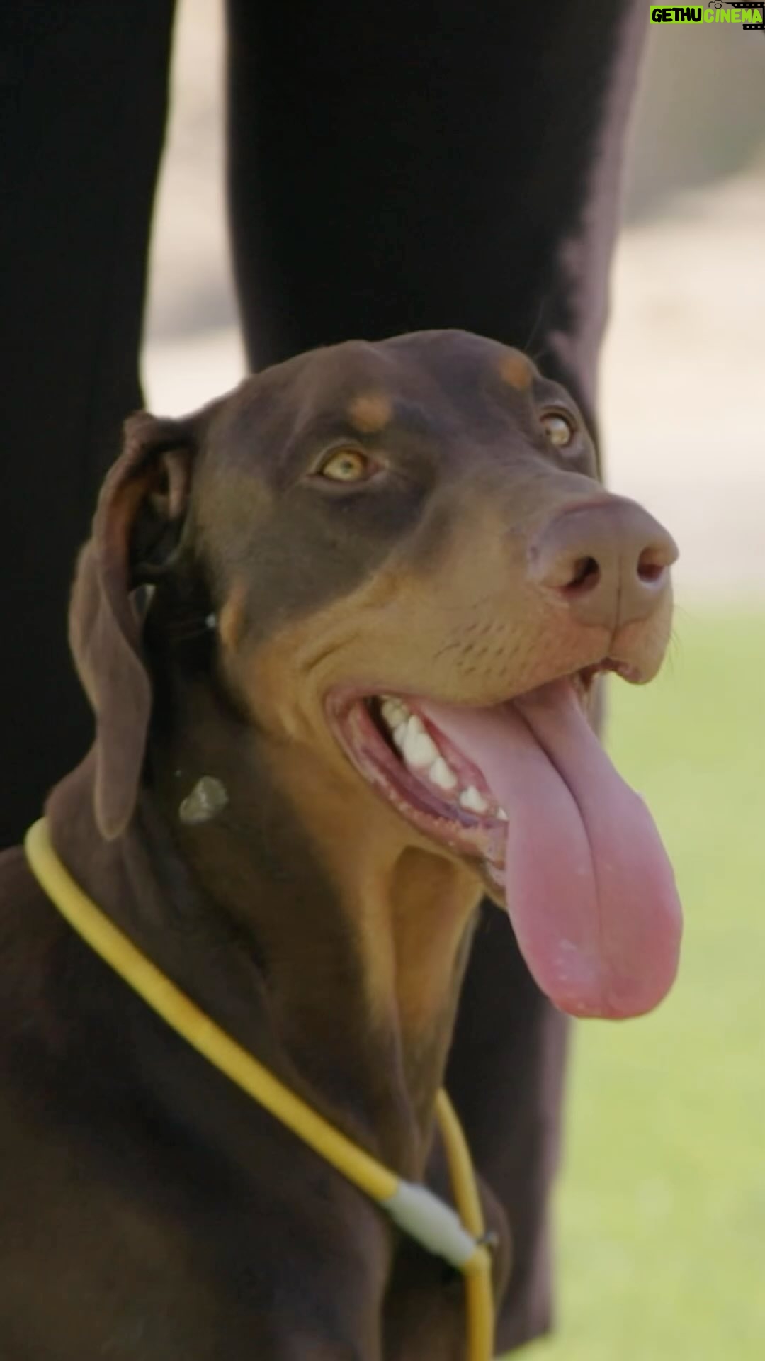 Cesar Millan Instagram - With a little passion and some self-belief, we’re all capable of more than we know 🐕 Don’t miss all-new episodes of #BetterHumanBetterDog, Fridays at 9/8c on National Geographic. Stream on @DisneyPlus and @hulu.