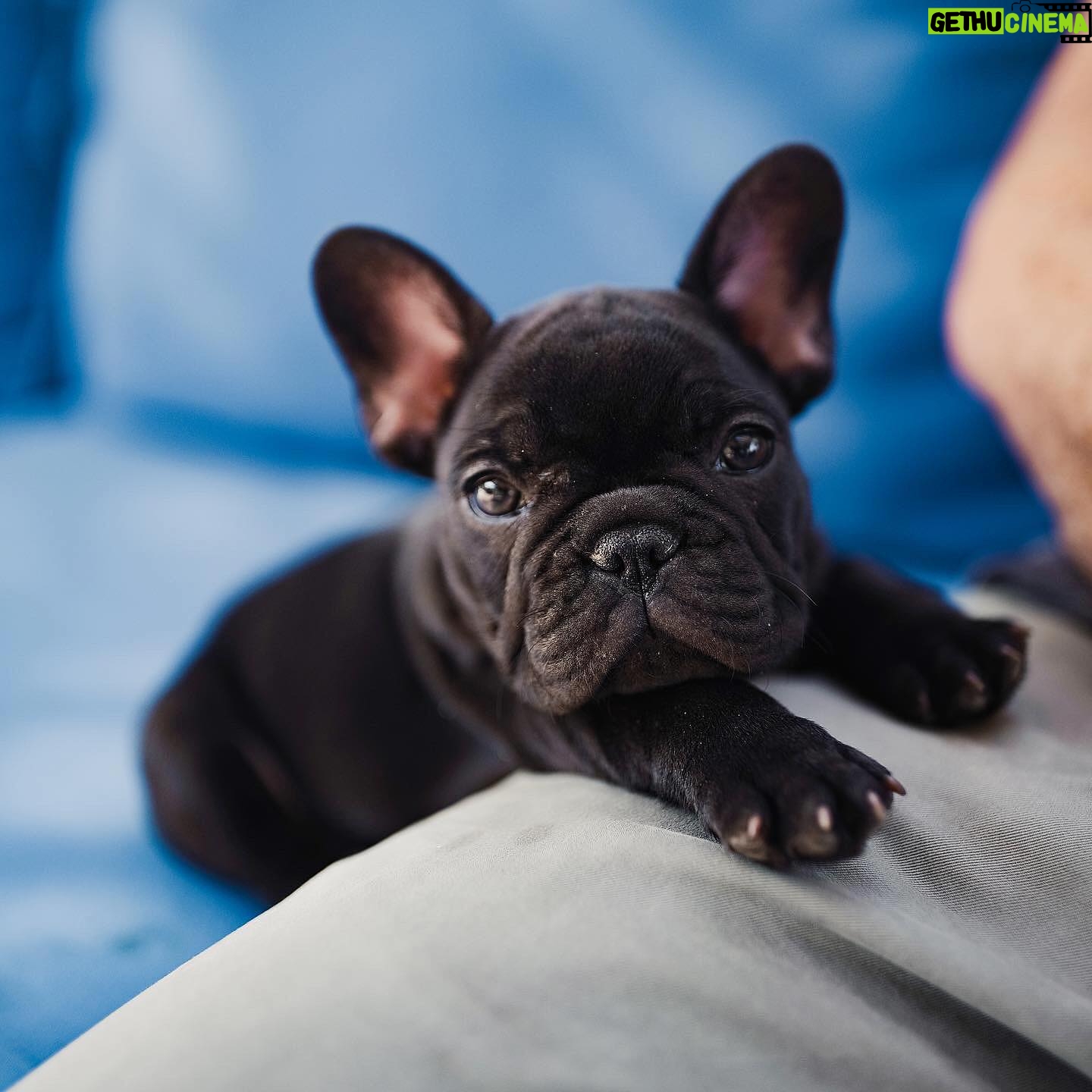 Cesar Millan - 13.8K Likes - National Puppy Day 🐶
Let’s celebrate all of our puppies today.
Swipe right to see our favorite puppy photos of the pack!
#nationalpuppyday #betterhumansbetterplanet
——
Día Nacional del Cachorro ��
Celebremos a todos nuestros cachorros hoy.
¡Desliza a la derecha para ver nuestras fotos favoritas de la manada cuando eran
cachorros!
#dianacionaldelcachorro #mejoreshumanosmejorplaneta