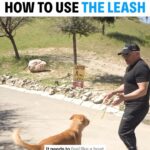 Cesar Millan Instagram - Training Tip Tuesday! - How To Use The Leash 🐕 Remember it must feel like a boat in the water! #betterhumansbetterplanet #dog #dogtraining ——— ¡Martes de Entrenamiento! - Cómo utilizar la correa. ¡Recuerda que debe sentirse como un barco en el agua! #mejoreshumanosmejorplaneta #perro #entrenamientodeperros #entrenamientocanino