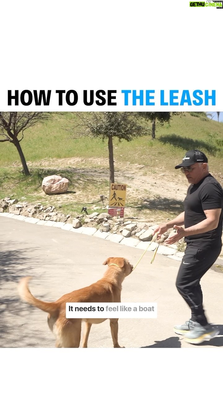 Cesar Millan Instagram - Training Tip Tuesday! - How To Use The Leash 🐕 Remember it must feel like a boat in the water! #betterhumansbetterplanet #dog #dogtraining ——— ¡Martes de Entrenamiento! - Cómo utilizar la correa. ¡Recuerda que debe sentirse como un barco en el agua! #mejoreshumanosmejorplaneta #perro #entrenamientodeperros #entrenamientocanino