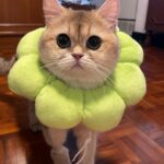 Chanagun Arpornsutinan Instagram -