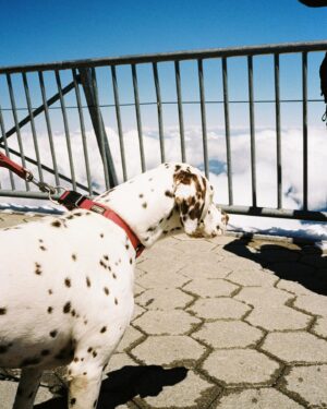 Chanya McClory Instagram - ❄️ #contaxt3 #portra400 #throughchanyalens