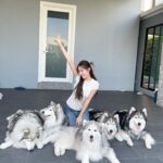 Charada Imraporn Instagram - วันวุ่นๆของ @tamagochan_husky 🐶 #chalalaandfriends
