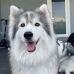 Charada Imraporn Instagram - วันวุ่นๆของ @tamagochan_husky 🐶 #chalalaandfriends