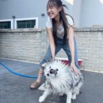 Charada Imraporn Instagram - วันวุ่นๆของ @tamagochan_husky 🐶 #chalalaandfriends