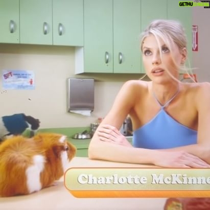Charlotte McKinney - 3 Likes - Divorce is never easy 🤦🏼♀️ Watch Stupid Pet Tricks on @tbsnetwork Mondays at 9pm ET ! 🐹