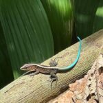 Chelsea Peretti Instagram - 🥰❤️Things I saw in #costarica #puravida #protectourrainforests Astounding!