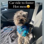 Chelsea Peretti Instagram - SAL’S RESCUE JOURNEY🙏🐾☺️ I need to do more #pupdates on babies we saved from high kill shelters who are now living their best lives! 💪 I’ll start with this handsome boy that we rescued from The Apple Valley shelter, when he was on borrowed time (kill list). When we rescued him, he was in rough shape to say the least. Massive neglect and wasn’t super trusting - can you blame him? He went to two of our best foster homes ( @b_yond_stories @philanthakon ) to decompress and then this guy found himself the BEST HOME! Adopted by the amazing @chelsanity who has shown him what it means to be loved 🏡❤️ There are so many amazing dogs in the shelters. Every shelter is overcrowded with these babies, hoping someone will save them. If you’re thinking of getting a dog or a cat to add to your family, please visit your local shelter or contact local rescue groups today! ☺️ #adoptdontshop #alwaysrescue #shelterdogsrock
