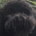 Chelsea Peretti Instagram - The darlin lil anon dog discussed on the recent pod ep (who I am calling “ joe bitin’) “ did some damage. For those who want to see what caliber of bite sent 3 dinner party guests to the ER u can a-go a-scrollin on through! l’m not gonna say tw: blood bc id have to say tw: hamburger meat and tw: danglin skin 🐾🐾@callchelseaperetti