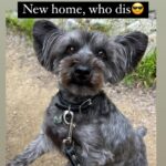 Chelsea Peretti Instagram - SAL’S RESCUE JOURNEY🙏🐾☺️ I need to do more #pupdates on babies we saved from high kill shelters who are now living their best lives! 💪 I’ll start with this handsome boy that we rescued from The Apple Valley shelter, when he was on borrowed time (kill list). When we rescued him, he was in rough shape to say the least. Massive neglect and wasn’t super trusting - can you blame him? He went to two of our best foster homes ( @b_yond_stories @philanthakon ) to decompress and then this guy found himself the BEST HOME! Adopted by the amazing @chelsanity who has shown him what it means to be loved 🏡❤️ There are so many amazing dogs in the shelters. Every shelter is overcrowded with these babies, hoping someone will save them. If you’re thinking of getting a dog or a cat to add to your family, please visit your local shelter or contact local rescue groups today! ☺️ #adoptdontshop #alwaysrescue #shelterdogsrock