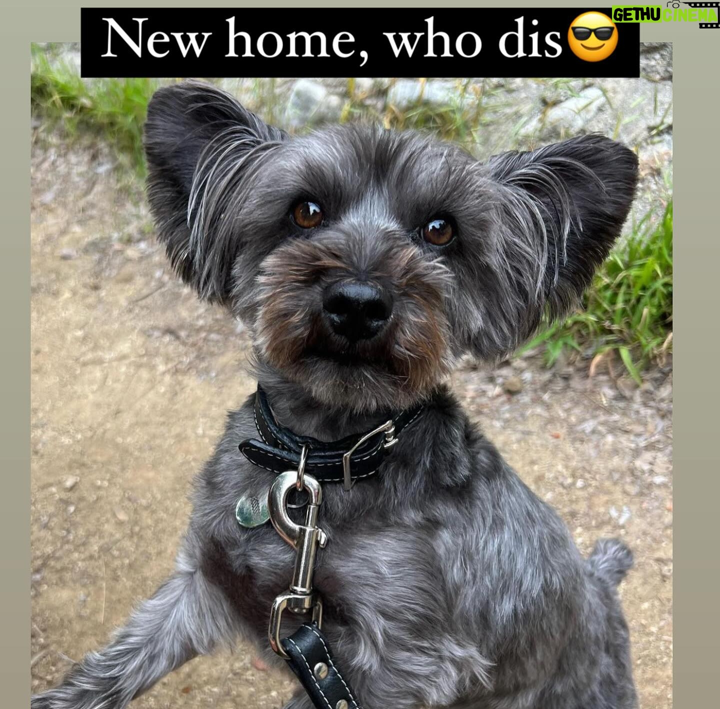 Chelsea Peretti Instagram - SAL’S RESCUE JOURNEY🙏🐾☺️ I need to do more #pupdates on babies we saved from high kill shelters who are now living their best lives! 💪 I’ll start with this handsome boy that we rescued from The Apple Valley shelter, when he was on borrowed time (kill list). When we rescued him, he was in rough shape to say the least. Massive neglect and wasn’t super trusting - can you blame him? He went to two of our best foster homes ( @b_yond_stories @philanthakon ) to decompress and then this guy found himself the BEST HOME! Adopted by the amazing @chelsanity who has shown him what it means to be loved 🏡❤️ There are so many amazing dogs in the shelters. Every shelter is overcrowded with these babies, hoping someone will save them. If you’re thinking of getting a dog or a cat to add to your family, please visit your local shelter or contact local rescue groups today! ☺️ #adoptdontshop #alwaysrescue #shelterdogsrock