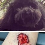 Chelsea Peretti Instagram - The darlin lil anon dog discussed on the recent pod ep (who I am calling “ joe bitin’) “ did some damage. For those who want to see what caliber of bite sent 3 dinner party guests to the ER u can a-go a-scrollin on through! l’m not gonna say tw: blood bc id have to say tw: hamburger meat and tw: danglin skin 🐾🐾@callchelseaperetti