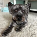 Chelsea Peretti Instagram - SAL’S RESCUE JOURNEY🙏🐾☺️ I need to do more #pupdates on babies we saved from high kill shelters who are now living their best lives! 💪 I’ll start with this handsome boy that we rescued from The Apple Valley shelter, when he was on borrowed time (kill list). When we rescued him, he was in rough shape to say the least. Massive neglect and wasn’t super trusting - can you blame him? He went to two of our best foster homes ( @b_yond_stories @philanthakon ) to decompress and then this guy found himself the BEST HOME! Adopted by the amazing @chelsanity who has shown him what it means to be loved 🏡❤️ There are so many amazing dogs in the shelters. Every shelter is overcrowded with these babies, hoping someone will save them. If you’re thinking of getting a dog or a cat to add to your family, please visit your local shelter or contact local rescue groups today! ☺️ #adoptdontshop #alwaysrescue #shelterdogsrock