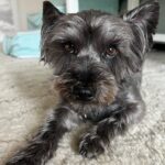 Chelsea Peretti Instagram - SAL’S RESCUE JOURNEY🙏🐾☺️ I need to do more #pupdates on babies we saved from high kill shelters who are now living their best lives! 💪 I’ll start with this handsome boy that we rescued from The Apple Valley shelter, when he was on borrowed time (kill list). When we rescued him, he was in rough shape to say the least. Massive neglect and wasn’t super trusting - can you blame him? He went to two of our best foster homes ( @b_yond_stories @philanthakon ) to decompress and then this guy found himself the BEST HOME! Adopted by the amazing @chelsanity who has shown him what it means to be loved 🏡❤️ There are so many amazing dogs in the shelters. Every shelter is overcrowded with these babies, hoping someone will save them. If you’re thinking of getting a dog or a cat to add to your family, please visit your local shelter or contact local rescue groups today! ☺️ #adoptdontshop #alwaysrescue #shelterdogsrock