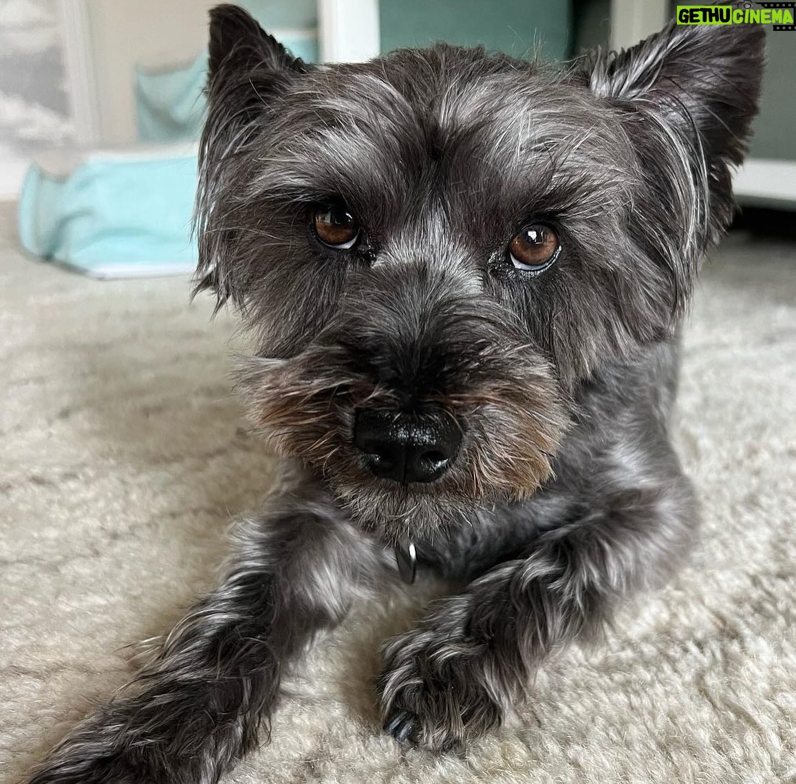 Chelsea Peretti Instagram - SAL’S RESCUE JOURNEY🙏🐾☺️ I need to do more #pupdates on babies we saved from high kill shelters who are now living their best lives! 💪 I’ll start with this handsome boy that we rescued from The Apple Valley shelter, when he was on borrowed time (kill list). When we rescued him, he was in rough shape to say the least. Massive neglect and wasn’t super trusting - can you blame him? He went to two of our best foster homes ( @b_yond_stories @philanthakon ) to decompress and then this guy found himself the BEST HOME! Adopted by the amazing @chelsanity who has shown him what it means to be loved 🏡❤️ There are so many amazing dogs in the shelters. Every shelter is overcrowded with these babies, hoping someone will save them. If you’re thinking of getting a dog or a cat to add to your family, please visit your local shelter or contact local rescue groups today! ☺️ #adoptdontshop #alwaysrescue #shelterdogsrock
