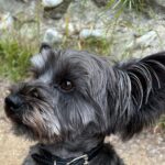 Chelsea Peretti Instagram - SAL’S RESCUE JOURNEY🙏🐾☺️ I need to do more #pupdates on babies we saved from high kill shelters who are now living their best lives! 💪 I’ll start with this handsome boy that we rescued from The Apple Valley shelter, when he was on borrowed time (kill list). When we rescued him, he was in rough shape to say the least. Massive neglect and wasn’t super trusting - can you blame him? He went to two of our best foster homes ( @b_yond_stories @philanthakon ) to decompress and then this guy found himself the BEST HOME! Adopted by the amazing @chelsanity who has shown him what it means to be loved 🏡❤️ There are so many amazing dogs in the shelters. Every shelter is overcrowded with these babies, hoping someone will save them. If you’re thinking of getting a dog or a cat to add to your family, please visit your local shelter or contact local rescue groups today! ☺️ #adoptdontshop #alwaysrescue #shelterdogsrock