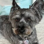 Chelsea Peretti Instagram - SAL’S RESCUE JOURNEY🙏🐾☺️ I need to do more #pupdates on babies we saved from high kill shelters who are now living their best lives! 💪 I’ll start with this handsome boy that we rescued from The Apple Valley shelter, when he was on borrowed time (kill list). When we rescued him, he was in rough shape to say the least. Massive neglect and wasn’t super trusting - can you blame him? He went to two of our best foster homes ( @b_yond_stories @philanthakon ) to decompress and then this guy found himself the BEST HOME! Adopted by the amazing @chelsanity who has shown him what it means to be loved 🏡❤️ There are so many amazing dogs in the shelters. Every shelter is overcrowded with these babies, hoping someone will save them. If you’re thinking of getting a dog or a cat to add to your family, please visit your local shelter or contact local rescue groups today! ☺️ #adoptdontshop #alwaysrescue #shelterdogsrock