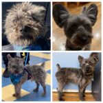 Chelsea Peretti Instagram - wow how crazy is this??? my lil doggie. on the left is his life now that he lives with us and gets to be his eccentric, free spirit self, and on the right is when he had an uptight owner (JK shelter pic and now, L to R)