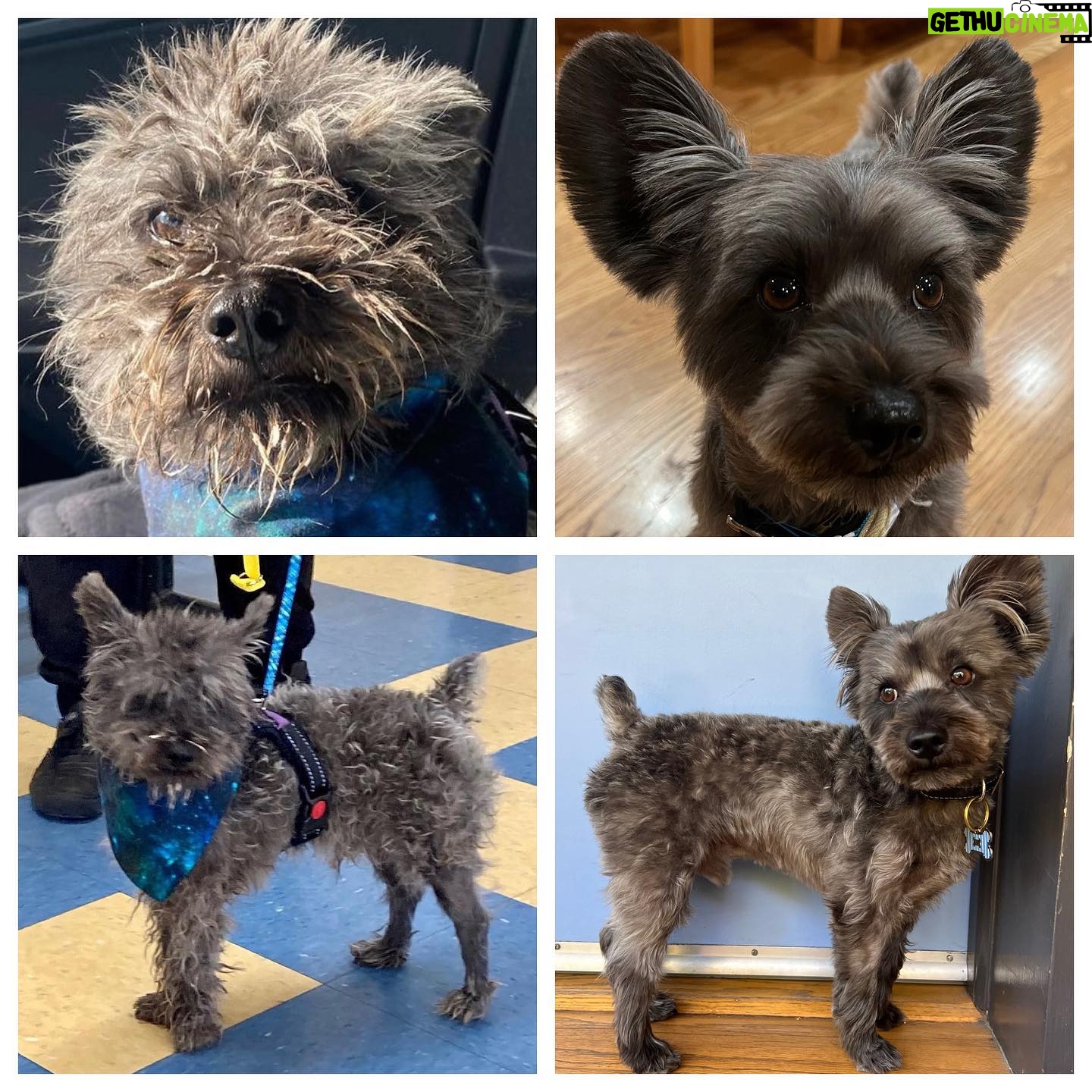 Chelsea Peretti Instagram - wow how crazy is this??? my lil doggie. on the left is his life now that he lives with us and gets to be his eccentric, free spirit self, and on the right is when he had an uptight owner (JK shelter pic and now, L to R)