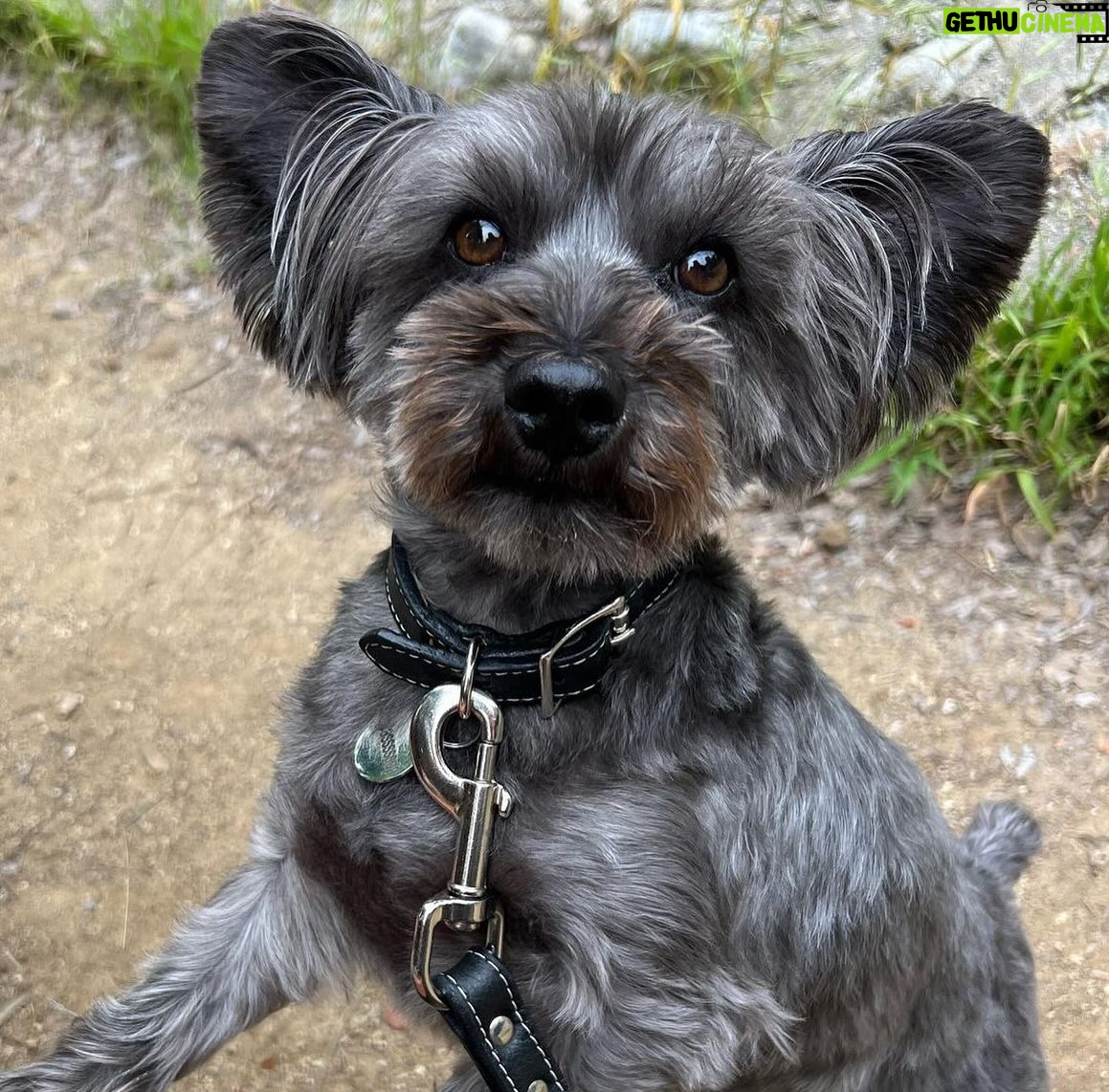 Chelsea Peretti Instagram - SAL’S RESCUE JOURNEY🙏🐾☺️ I need to do more #pupdates on babies we saved from high kill shelters who are now living their best lives! 💪 I’ll start with this handsome boy that we rescued from The Apple Valley shelter, when he was on borrowed time (kill list). When we rescued him, he was in rough shape to say the least. Massive neglect and wasn’t super trusting - can you blame him? He went to two of our best foster homes ( @b_yond_stories @philanthakon ) to decompress and then this guy found himself the BEST HOME! Adopted by the amazing @chelsanity who has shown him what it means to be loved 🏡❤️ There are so many amazing dogs in the shelters. Every shelter is overcrowded with these babies, hoping someone will save them. If you’re thinking of getting a dog or a cat to add to your family, please visit your local shelter or contact local rescue groups today! ☺️ #adoptdontshop #alwaysrescue #shelterdogsrock