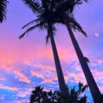 Chelsea Peretti Instagram - palm trees aside i need to get out of la