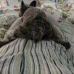 Chelsea Peretti Instagram - the absolute gall 🍑🐕‍🦺