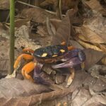 Chelsea Peretti Instagram - 🥰❤️Things I saw in #costarica #puravida #protectourrainforests Astounding!