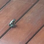 Chelsea Peretti Instagram - 🥰❤️Things I saw in #costarica #puravida #protectourrainforests Astounding!