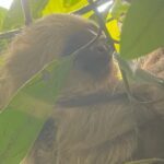 Chelsea Peretti Instagram - 🥰❤️Things I saw in #costarica #puravida #protectourrainforests Astounding!