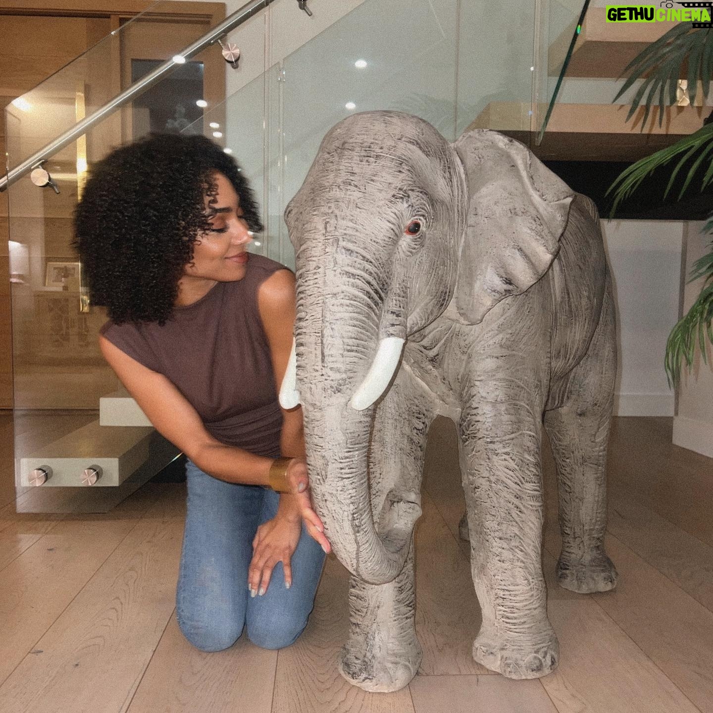 Chelsea Tavares Instagram - 💕🐘Harry Elephanté