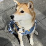Chen Bolin Instagram - 🌕 今天台北最可愛的動物們應該都在這了吧🎉真是幸福的一天🩵✨ 還有超級可愛的🫎MILU和🐕AFURI 💓 🌜🦮🐕‍🦺🐩🐇🐈🐈‍⬛🐾🐾🐾 Volvo百寵安全夜行大成功🌛💖✨ @volvocarstaiwan #Volvomilu #VolvoCarsTaiwan 🐶🐱🐰✨