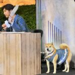 Chen Bolin Instagram - 🌕 今天台北最可愛的動物們應該都在這了吧🎉真是幸福的一天🩵✨ 還有超級可愛的🫎MILU和🐕AFURI 💓 🌜🦮🐕‍🦺🐩🐇🐈🐈‍⬛🐾🐾🐾 Volvo百寵安全夜行大成功🌛💖✨ @volvocarstaiwan #Volvomilu #VolvoCarsTaiwan 🐶🐱🐰✨