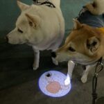 Chen Bolin Instagram - 🌕 今天台北最可愛的動物們應該都在這了吧🎉真是幸福的一天🩵✨ 還有超級可愛的🫎MILU和🐕AFURI 💓 🌜🦮🐕‍🦺🐩🐇🐈🐈‍⬛🐾🐾🐾 Volvo百寵安全夜行大成功🌛💖✨ @volvocarstaiwan #Volvomilu #VolvoCarsTaiwan 🐶🐱🐰✨