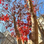 Chen Bolin Instagram – 美好的時光 ..🍁,🐈, 🌅