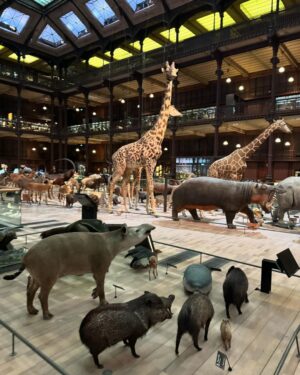 Chen Bolin Instagram - As of yet 🎨🪶

🎥… 🦖🦕🦒🐘🦛🐋🦋✨

@peterwuparis