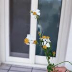 Chien Hung Instagram - 明天要上班了 這次連假體感很短 除了車票訂不到好的時間外 後來工作上也有一些狀況要處理 😆 短短的也是很充電 雖然一回到二林我跟我哥都沒帶家裡鑰匙 等我媽來解救我們哈哈哈哈 晴晴「為什麼還不進去？」 ☹️ 我「姑姑跟爸爸是雷包兄妹！ 」🤣 //// P1 我這次喝了兩杯古都木瓜牛奶 😆 P3 晴晴等阿嬤來救 順便採旁邊的「恰查某」給姑姑😆 P4採買要拜拜的零食 除了買一些我爸跟奶奶以前喜歡的食物 這次說要買一些舶來品給他們嚐鮮哈哈哈 啊但我們在看乖乖桶是因為我本來想買給晴 結果他想要其他的 🥲 P5趁我哥在睡午覺 分零食哈哈 P6這次會二林吃了新的店 這間叫鵝肉榮 好吃欸 推鵝肉跟韭菜花鵝腸 新鮮、肥嫩且口感很好 調味也不會太重 吃完又包了一份給我媽 P7本來吃很認真 後來被電視放的小小兵給吸引哈哈 P8-9 「大家的潤餅有加油麵嗎？」每年必問哈哈😆 小時候二林我們家好像沒有吃潤餅的習慣 是到嘉義才開始 以前很愛買的黑松潤餅沒開之後就不知道買哪間了 #chienstyle #千175ootd @pazzo