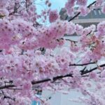 Chien Hung Instagram – // #千在加拿大
已經開始倒數回去的日子了 🥹
蠻佩服在國外待上半年一年以上的人
太習慣台灣生活第二週就有點想回去了哈哈
分享幾個小故事跟一些照片給大家 ✨

-🧑‍⚕️
認識的同學不多卻有三個是前護理人員
兩個韓國一個日本（再加上我哈哈哈

-🗣️
加拿大第二官方語言是法文
法國同學說他每次看大家在研究菜單
但他翻過來就可以直接看法文很像在作弊哈哈

-✈️
遇到一個巴西的同學來三周
（跟我年齡比較相近哈哈哈哈哈
她說這對她來說是個假期
所以課程都排早上 下午去觀光到處走走
（下次學起來 😆

P1-4&P7 🌸
某天跟同學吃完韓式燒烤一起走去多倫多大學看櫻花
走到累了坐在草皮休息放空
那一個時刻好喜歡
說不上來但莫名感動

P5
跟韓國同學聊到有印象的台灣電影
大家都是回「不能說的秘密」 
還有因為不能說的秘密到淡水玩的 😆

P6 
每天的早餐 
早起早睡到第二週變早起晚睡
看來不管到哪裡都會熬夜哈哈哈

P9 ✂️✊🏻✋🏻
玩剪刀石頭布輸的背所有的包包走一個段
很明顯我狂輸 😆

#昨天跟水咖開會驚覺已經過三週了 
#目前累積吃了好多餐廳跟連鎖
#食記之後我會集中貼文方便大家參考🧡