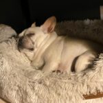 Chloe Bennet Instagram - Happy #nationaldogday to the only consistent men in my life. It might be a one sided forced relationship, that ultimately you don’t want... but I love you both. And most importantly I love all of our quality time together. Like doing nails and dressing you like writers.